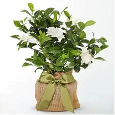 Planta de Gardenia agraciada