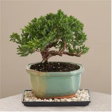 Árbol de los bonsais de enebro