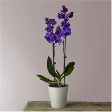 Orquídeas en acuarela magistrales