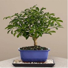 Bonsai paraguas hawaiano interior