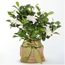 Planta de Gardenia agraciada