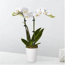Orquídea Blanca Bliss