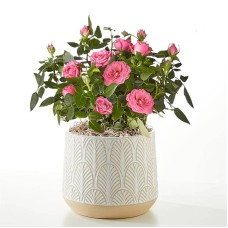 Young Love Pink Rose Plant (Hearts Ceramic Container)