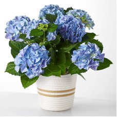 Planta de hortensia azul cielo