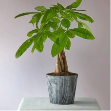 Árbol del dinero del día de la suerte