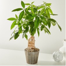 Árbol del dinero para inauguración de la casa