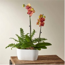 Jardín de orquídeas y helechos