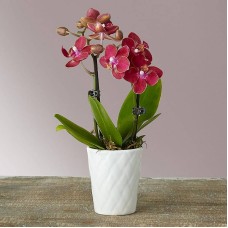 Orquídea mini