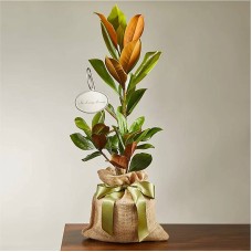 Árbol de magnolia conmemorativo