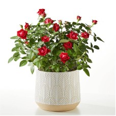 Planta de mini rosas rojas