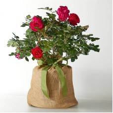 Planta de rosa Sweet Spirit