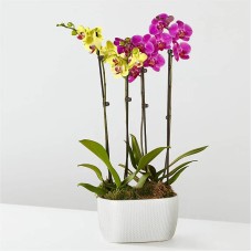 Jardín de orquídeas moradas y amarillas