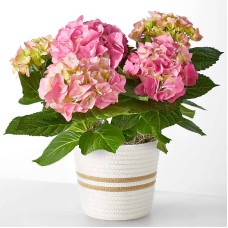 Pink Hydrangea Plant (Woven Basket)