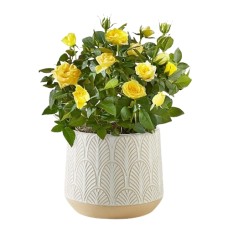 Planta de mini rosas amarillas