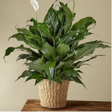 Planta de lirio de la paz