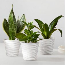 Trío de plantas de aire limpio