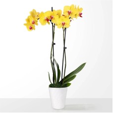 Orquídea amarilla pequeña