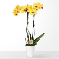 Orquídea amarilla bebé en flor