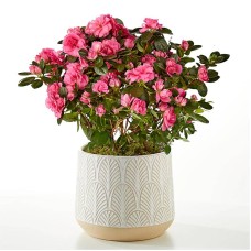 Planta de azalea rosa