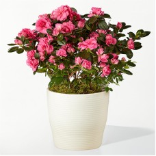 Bonita azalea rosa