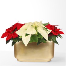 Poinsettia de vacaciones