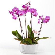 Jardín del Amor y las Orquídeas