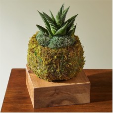Suculenta Haworthia Kokedama