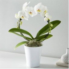 Orquídea de aro blanco