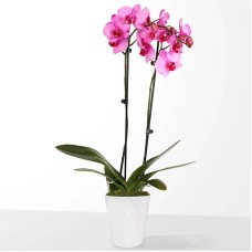 Orquídea rosa acuarela
