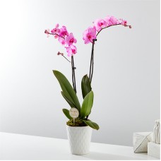 Bebé en flor, orquídea rosa