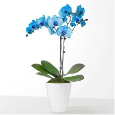Orquídea azul en acuarela