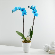 Bebé en flor, orquídea azul