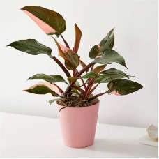 Filodendro Princesa Rosa