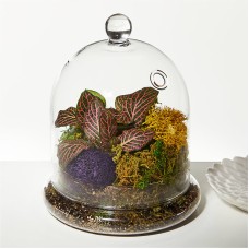 Terrario cloche