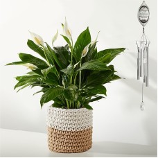 Conjunto de plantas y carillones de viento Celebración de la vida (lirio de la paz y carillón de viento Celebración de la vida)