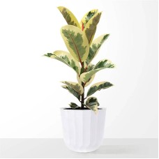 Planta Grande Ficus Elasitca Tineke