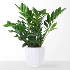 Planta ZZ grande