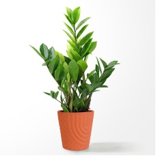 Planta ZZ mediana