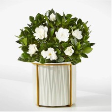 Planta de gardenia fragante de 8"