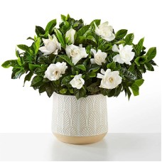 Pure Grace Gardenia Plant (Red Ceramic Container)