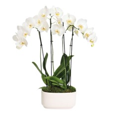 Jardín de orquídeas blancas de belleza sencilla