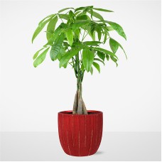 Árbol del dinero del amor eterno