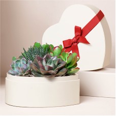 El pequeño jardín del corazón de Lula