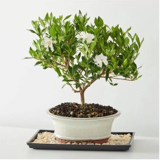 Bonsái de gardenia (15 cm)