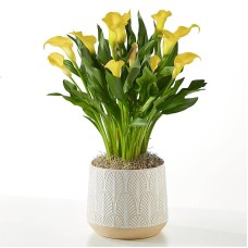 Planta de lirio de cala amarillo