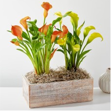 Planta de cala doble