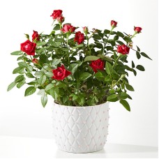 Mini rosa roja Pearl Kiss