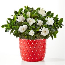 Gardenia en flor perlada