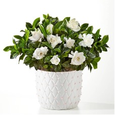 Gardenia de pura gracia