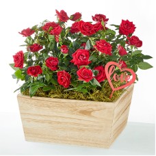 El jardín de rosas de Cupido